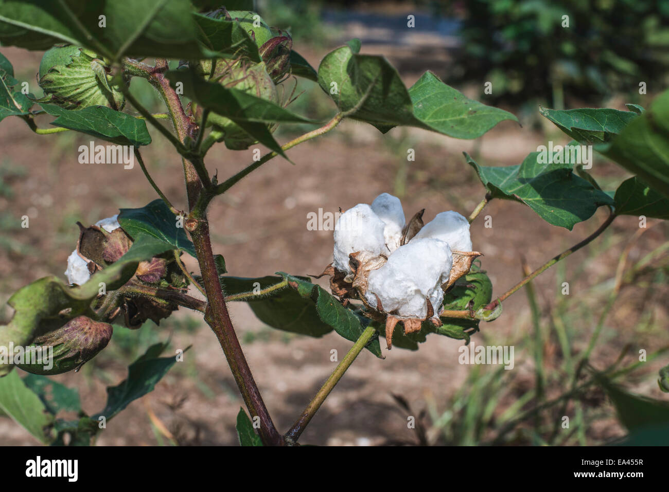 Cotton plantation. Green leaves. Blooming cotton Stock Photo