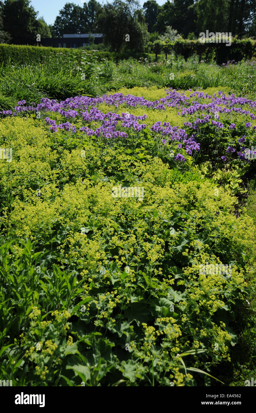 Ladies mantle flowers hi-res stock photography and images - Alamy