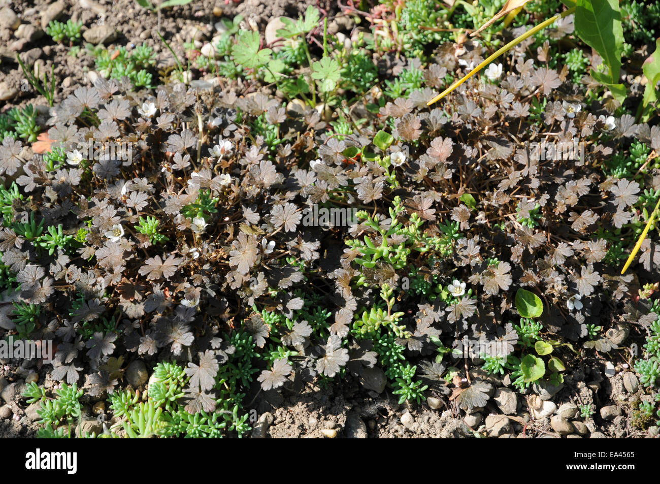 Geranium sessiliflorum Nigricans Stock Photo