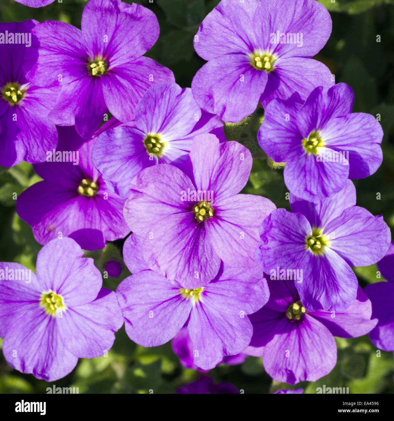 Common aubrieta hi-res stock photography and images - Alamy