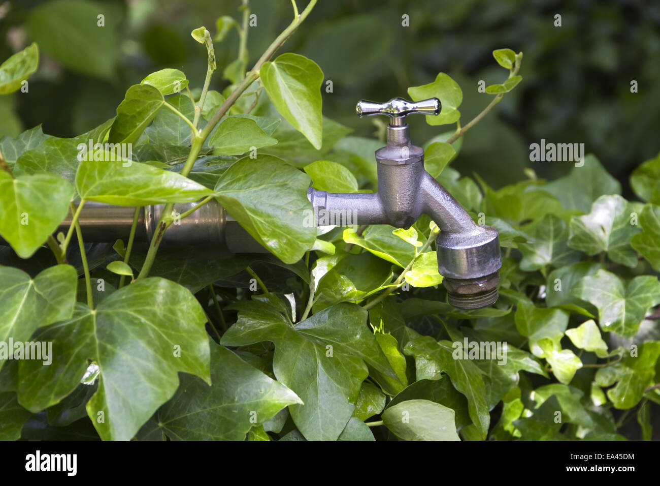 elefantenfuß bestellen Elefantenfuß kaufen – pflegeleichte Beaucarnea mit Charakter –  MyZimmerpflanze.de main image 1