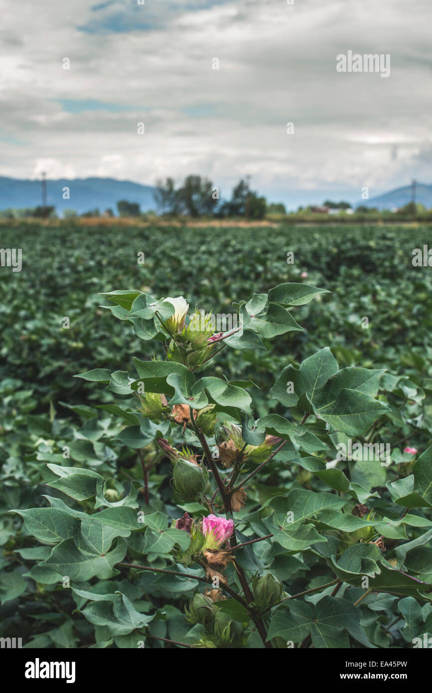 Blooming cotton. Pink and white blooms Stock Photo