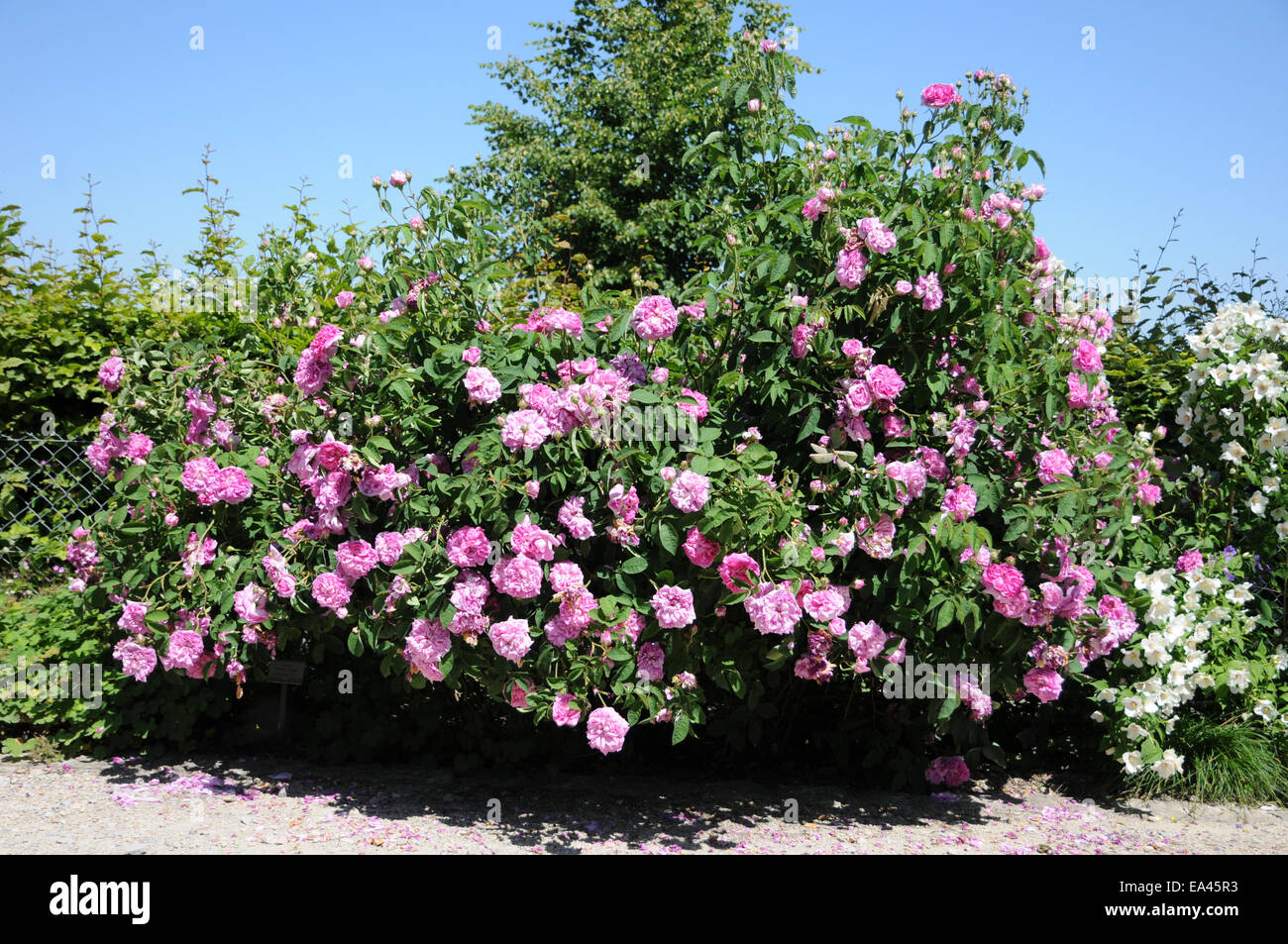 Damask rose Stock Photo