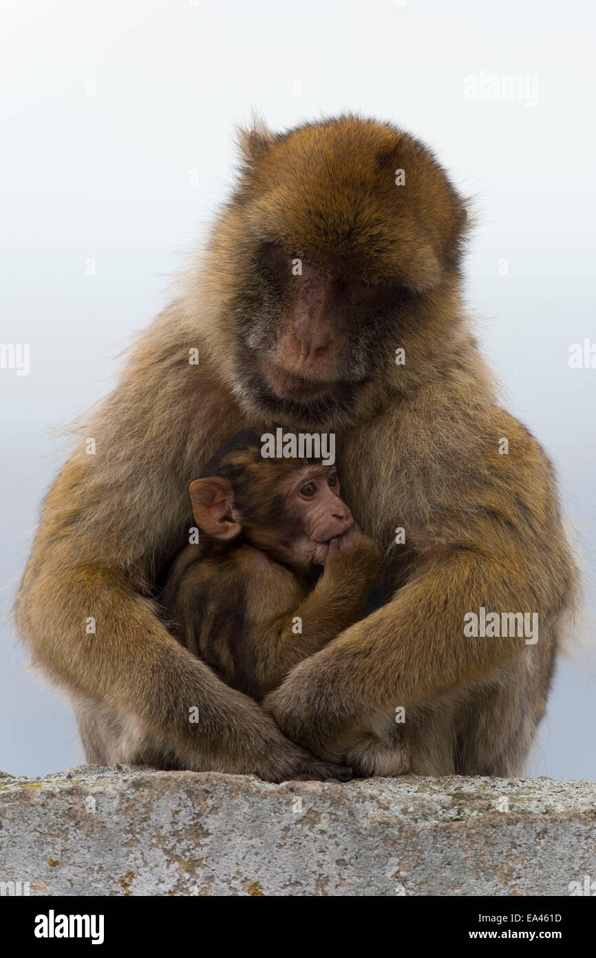 Monkey rock hires stock photography and images Alamy