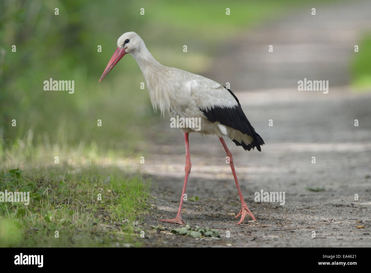 White stork Stock Photo
