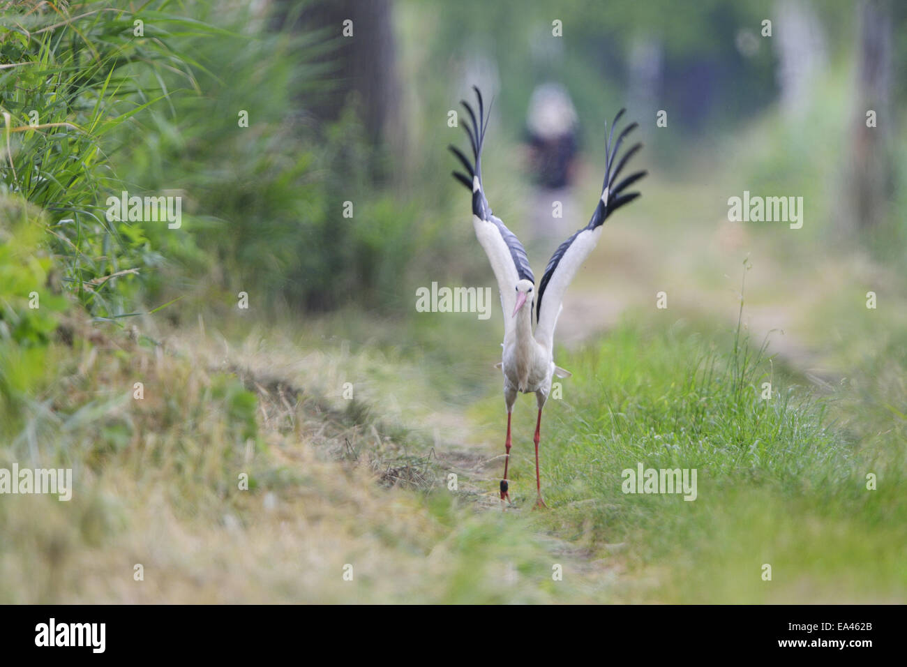 White stork Stock Photo