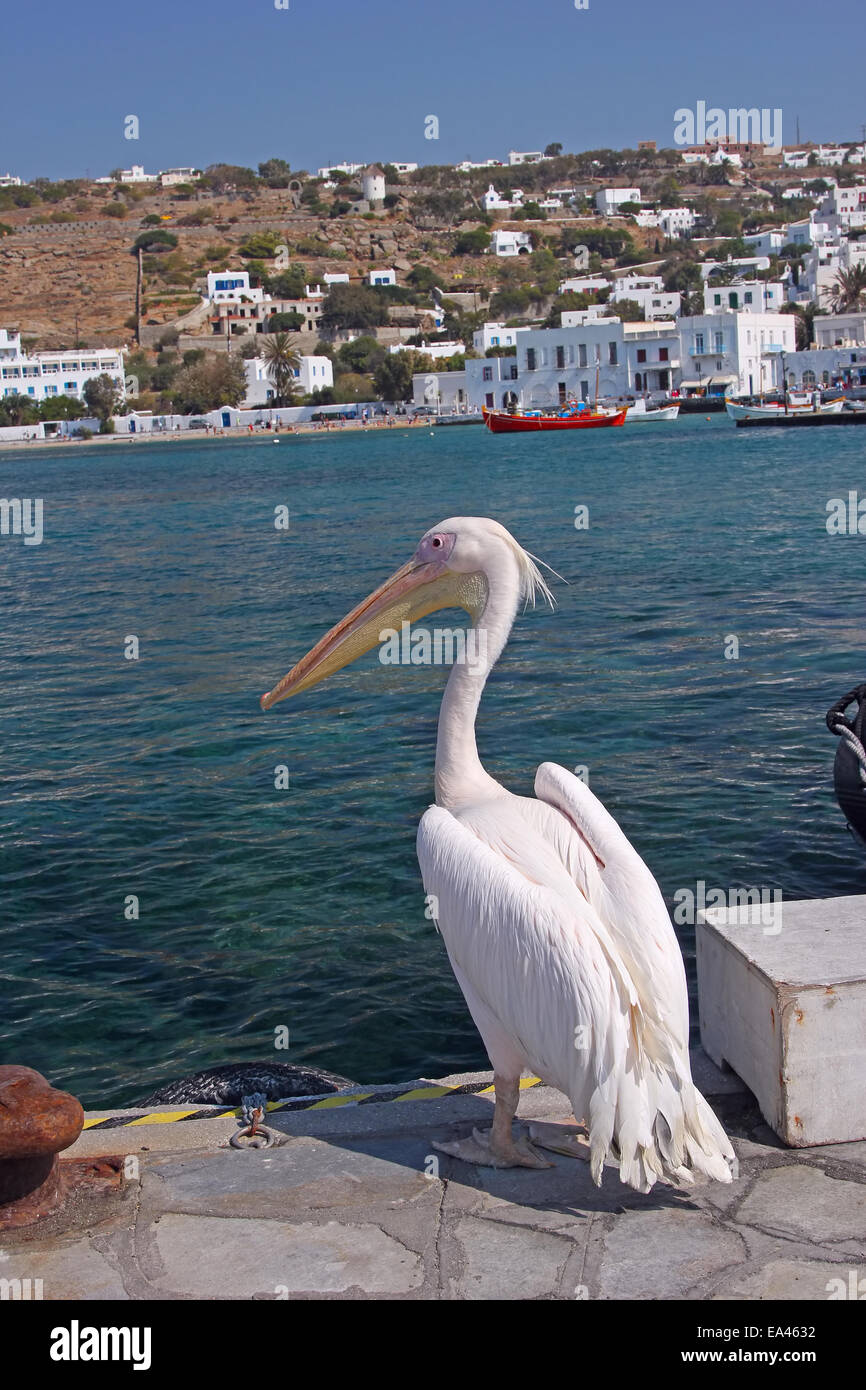Pelican in Mykonos, Greece Stock Photo