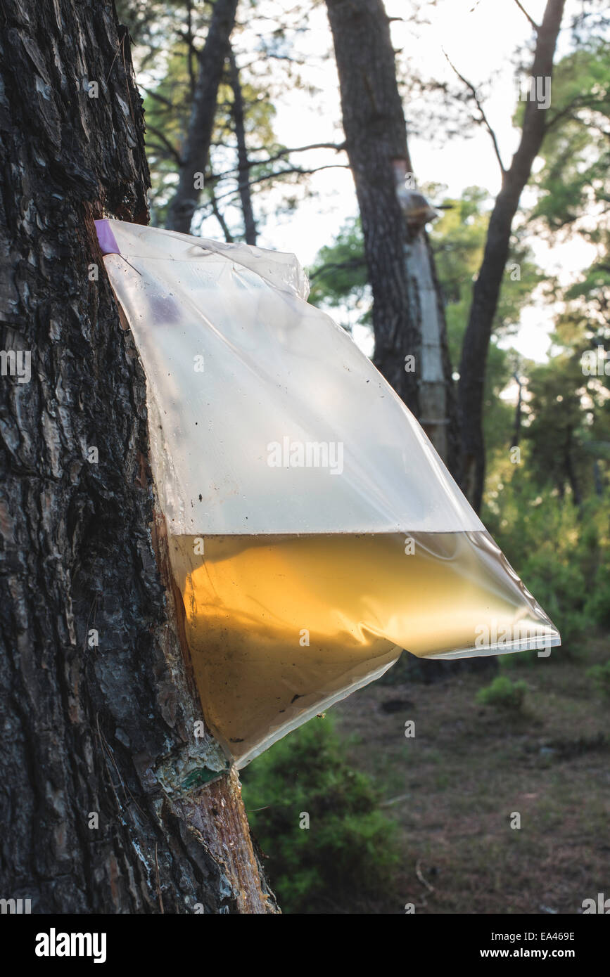 timberborn pine resin timberborn pine resin