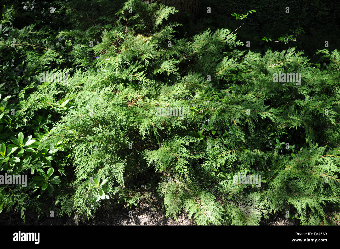 Arbor vitae hires stock photography and images Alamy