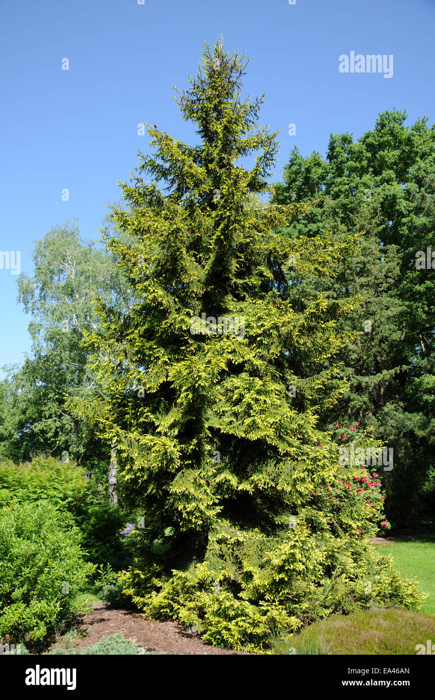 Caucasian fir Stock Photo