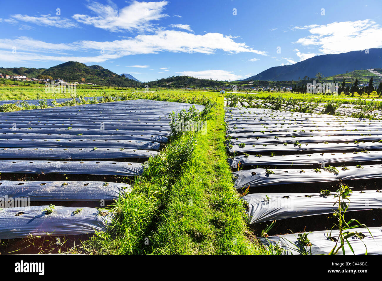 Field in Java Stock Photo Alamy