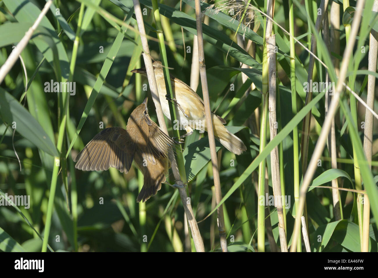 Great reed warbler Stock Photo