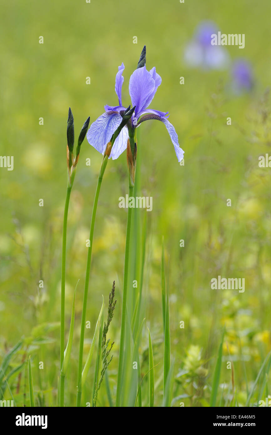 Iris sibirica Stock Photo