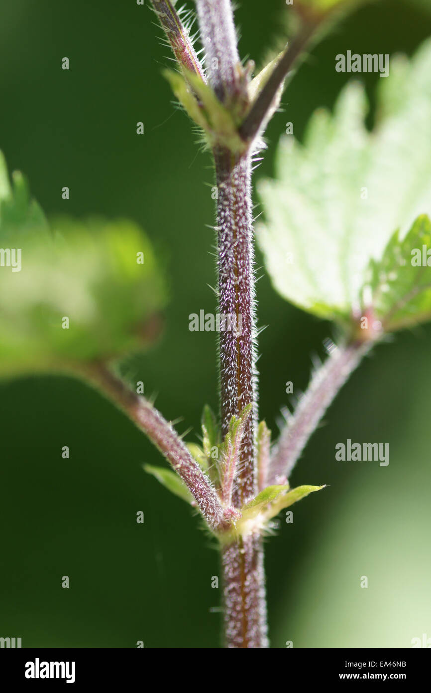 Trichome Stock Photos & Trichome Stock Images Alamy