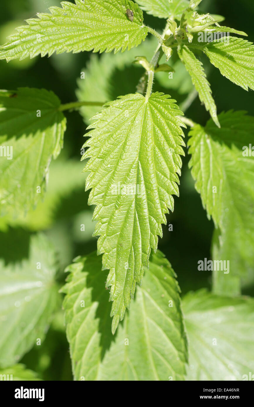 Nettle poison hires stock photography and images Alamy