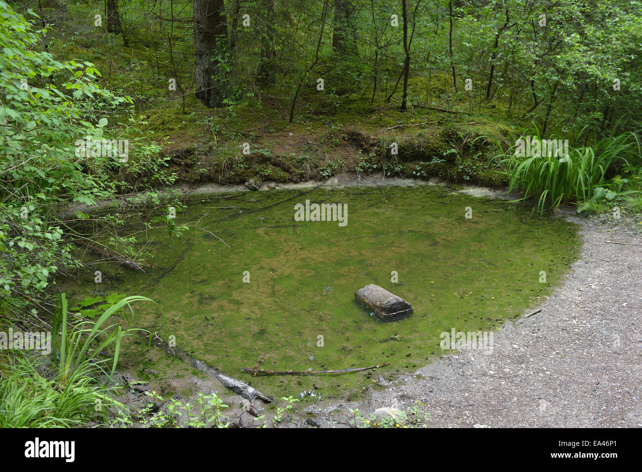 Forest biotope Stock Photo