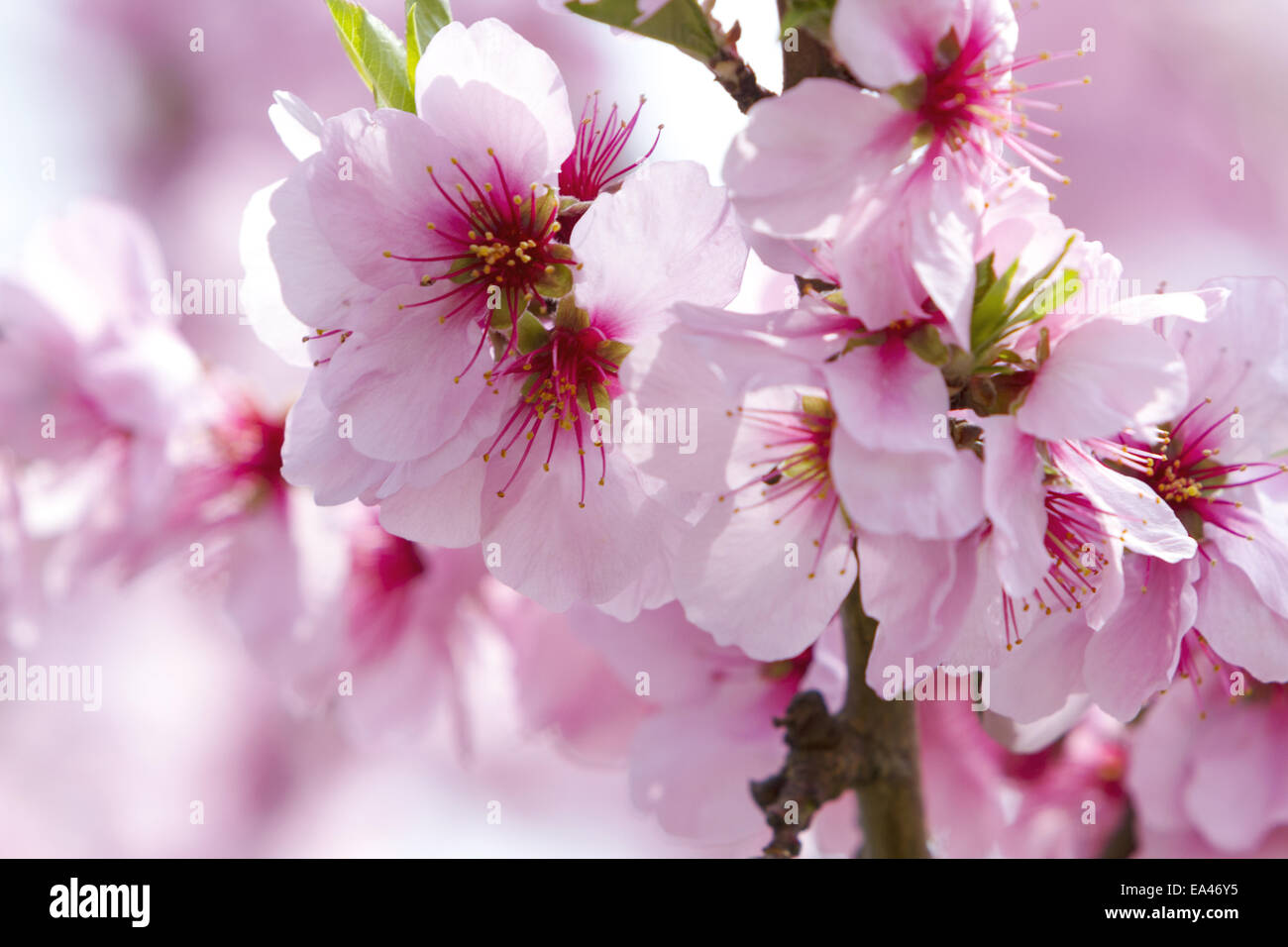 Almond Blossom Stock Photo