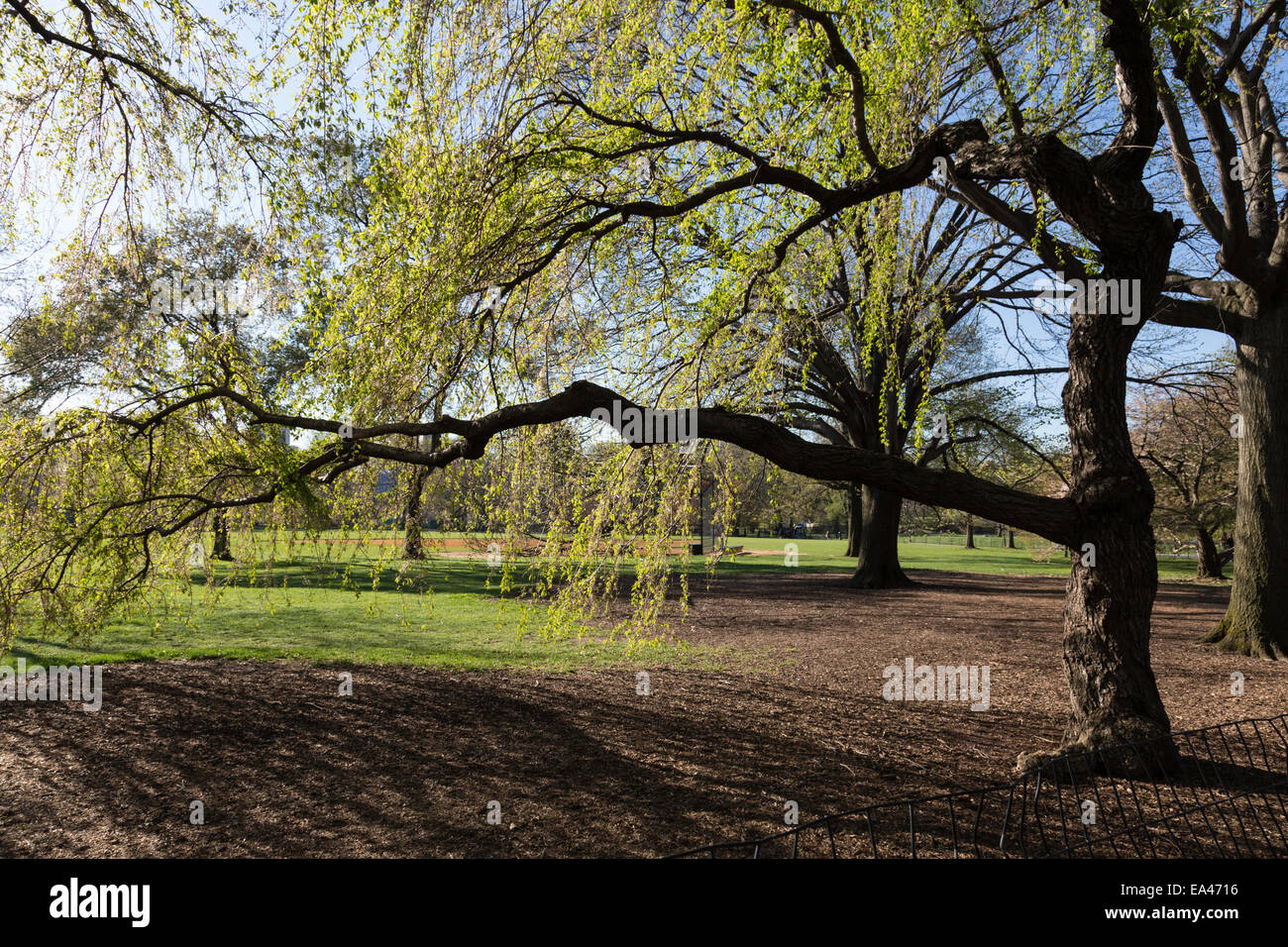 The Great Lawn Central Park NYC Stock Photo Alamy the-great-lawn-central-park-nyc-stock-photo-alamy