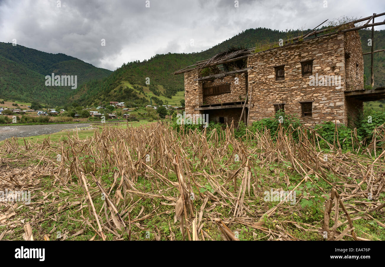 Abandoned  house in maize field following flooding near Sangti village, West Kameng District, Western Arunachal Pradesh, India Stock Photo