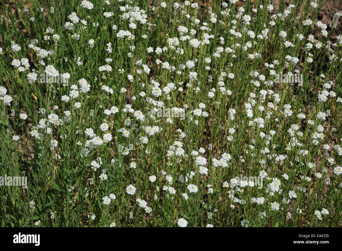 Hoary alyssum hi-res stock photography and images - Alamy