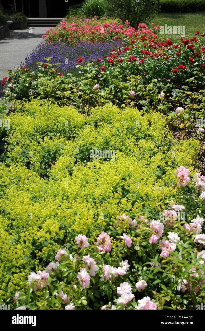 Ladies mantle flowers hi-res stock photography and images - Alamy