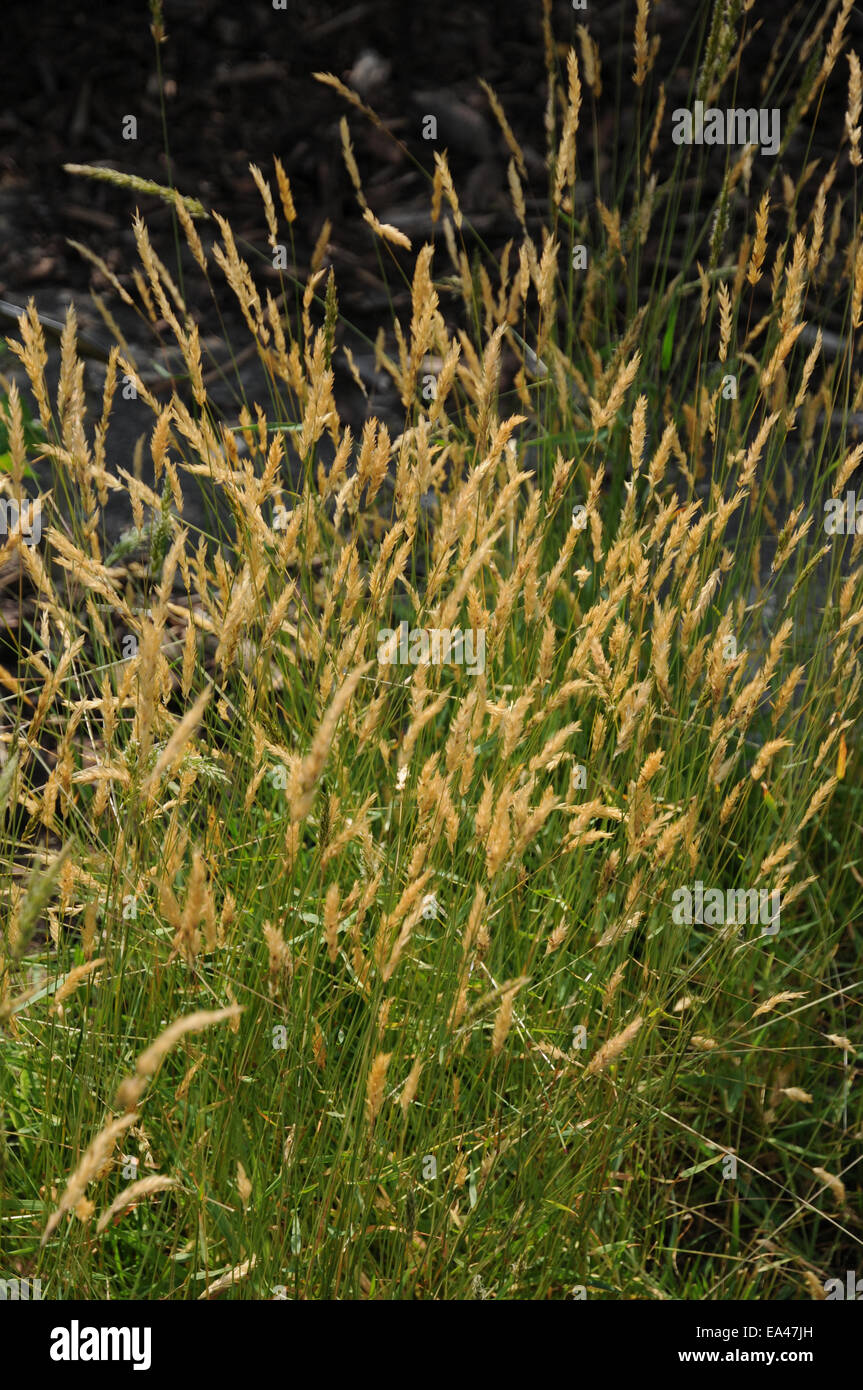 Sweet vernal grass Stock Photo Alamy