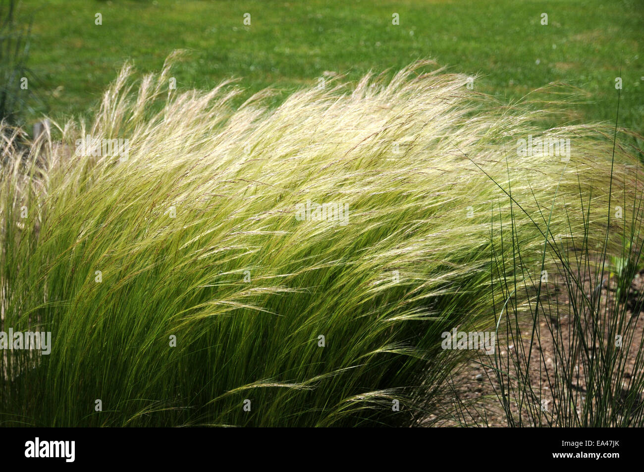 Esparto grass Stock Photo