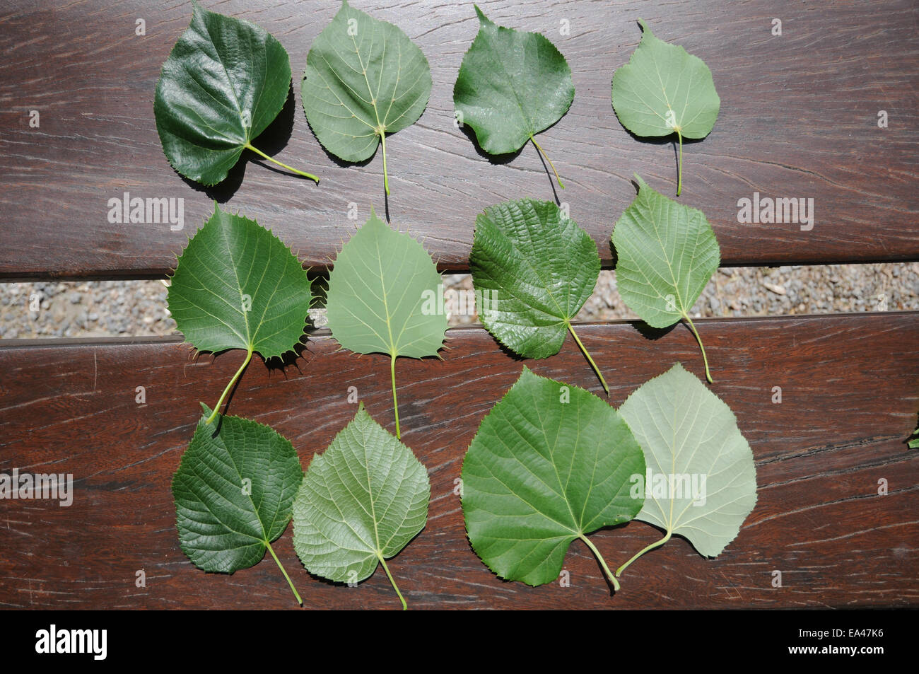 Tilia-leaves Stock Photo