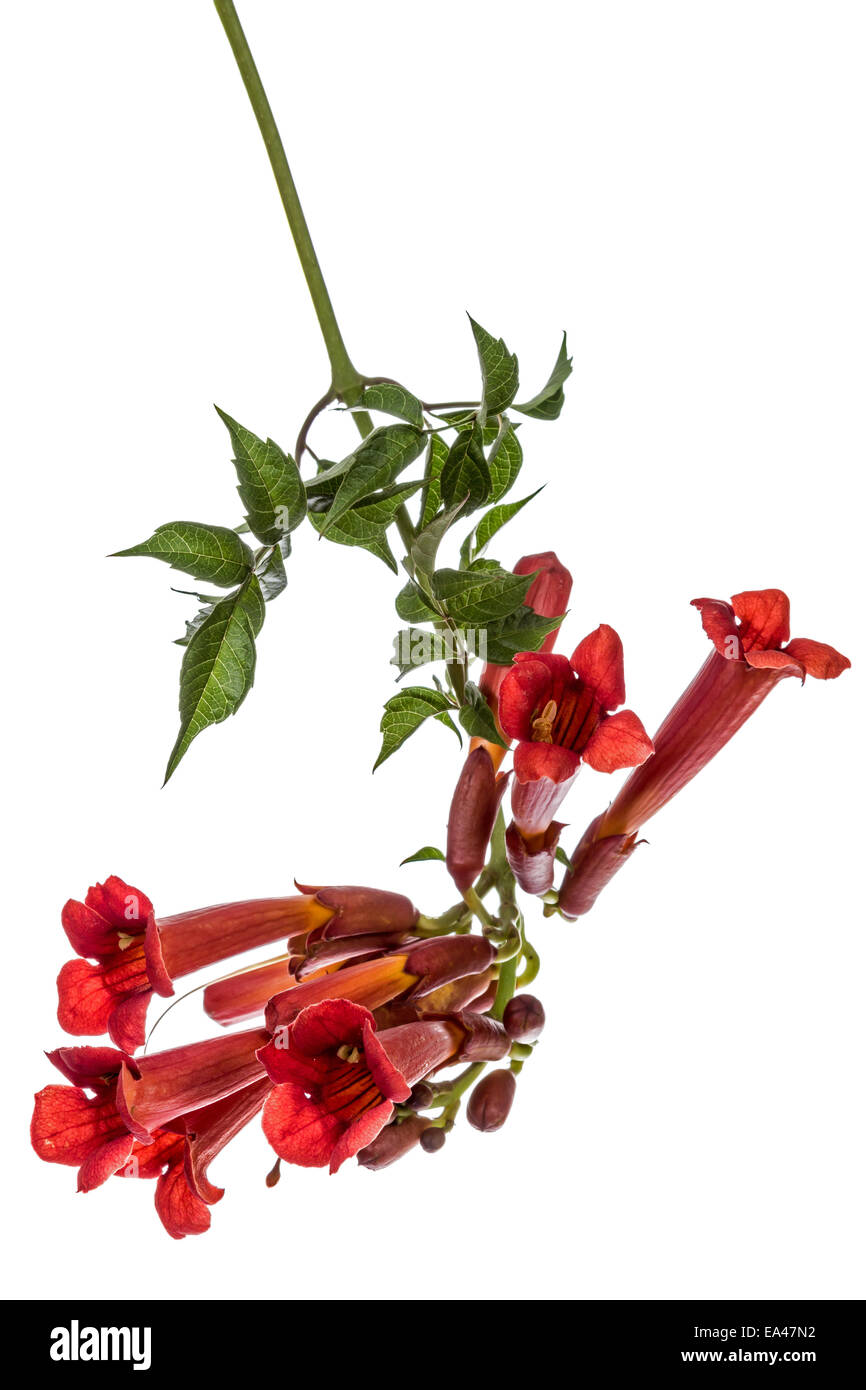 Trumpet flowers, lat. Campsis, isolated on white background Stock Photo