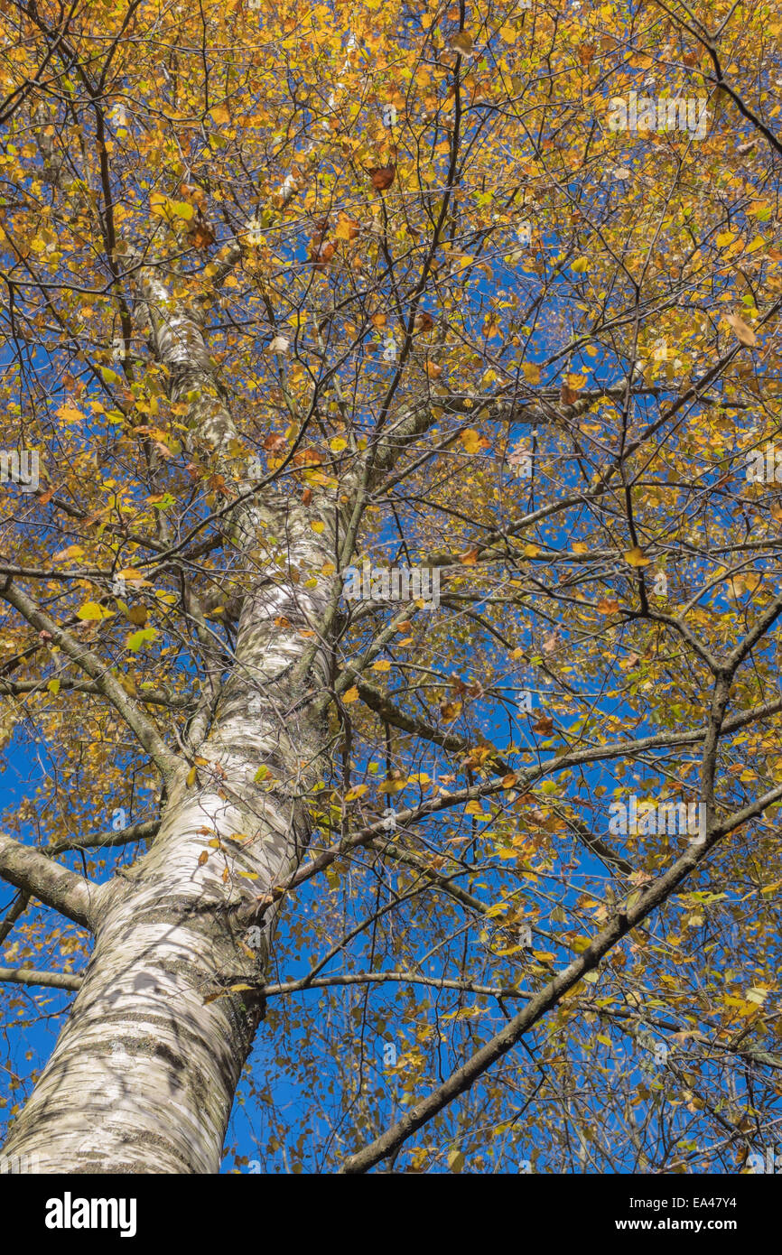 Looking up the trunk of a Silver Birch tree Stock Photo Alamy