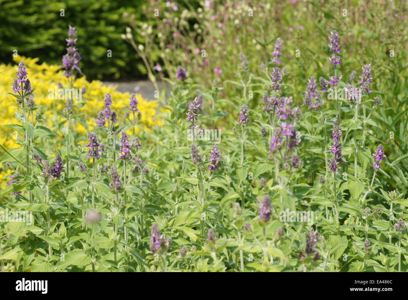 Alpine woundwort Stock Photo