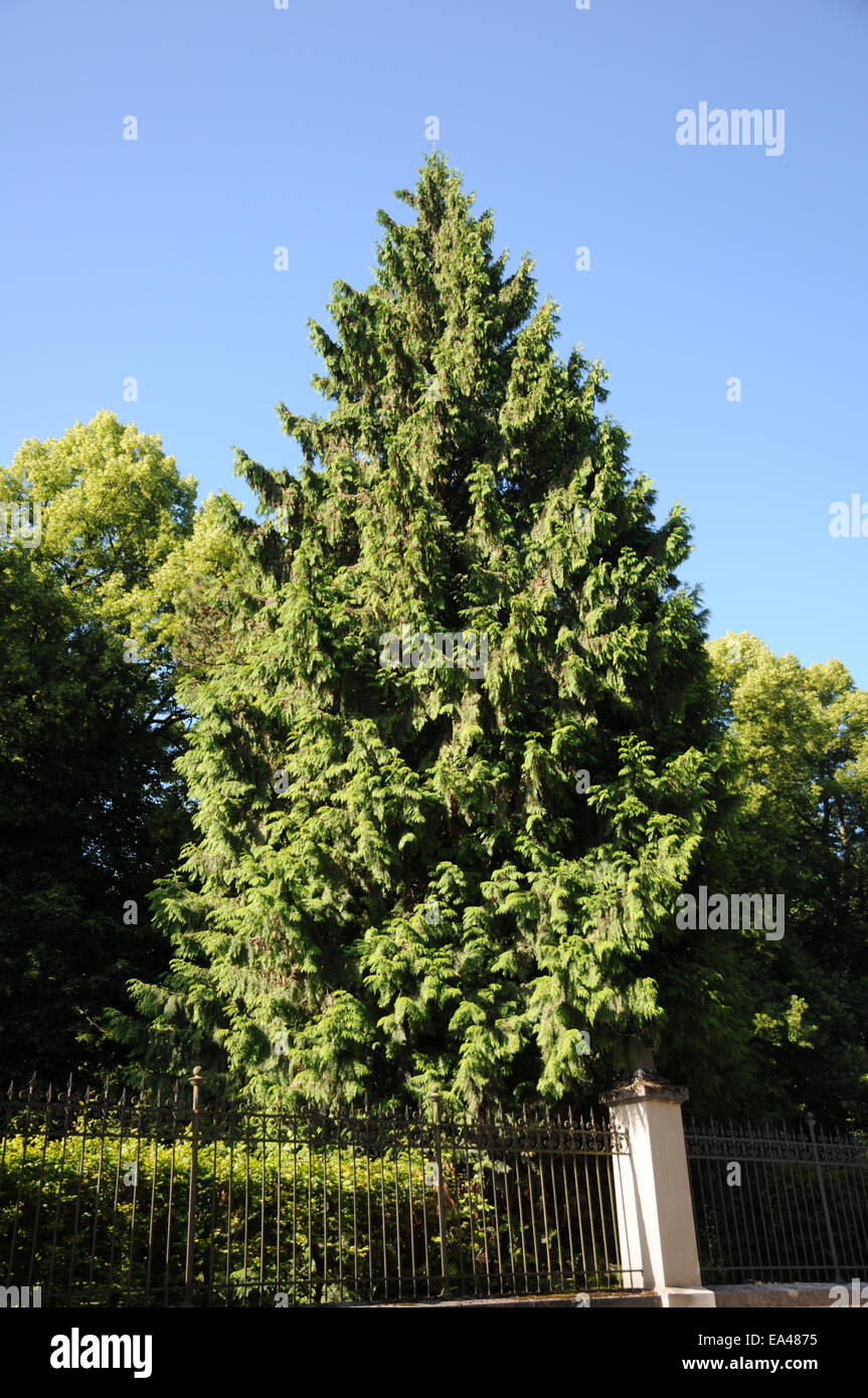 Western red cedar Stock Photo Alamy