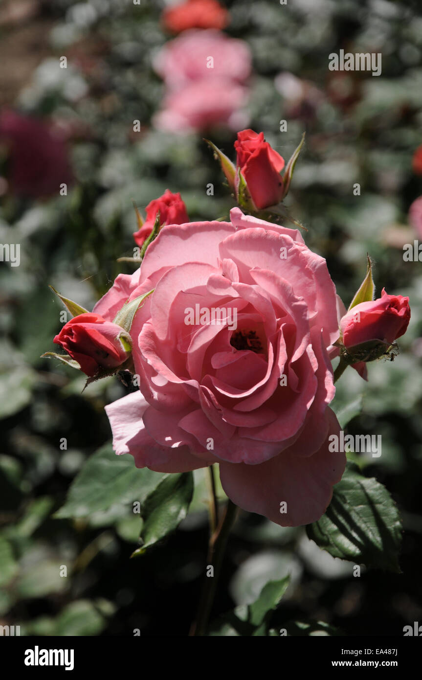 Hybrid rose Stock Photo
