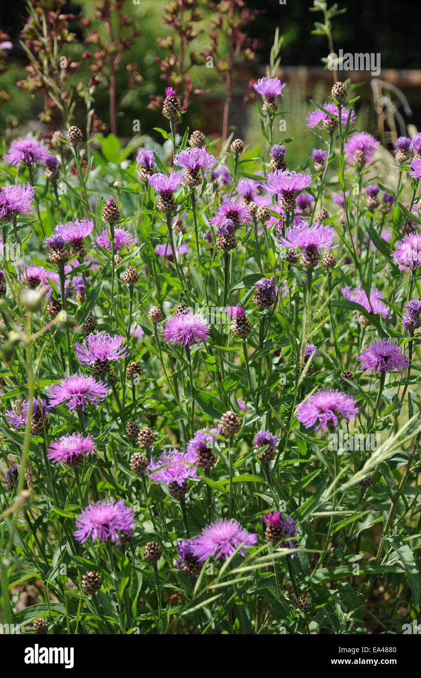 Brownray knapweeds hi-res stock photography and images - Alamy