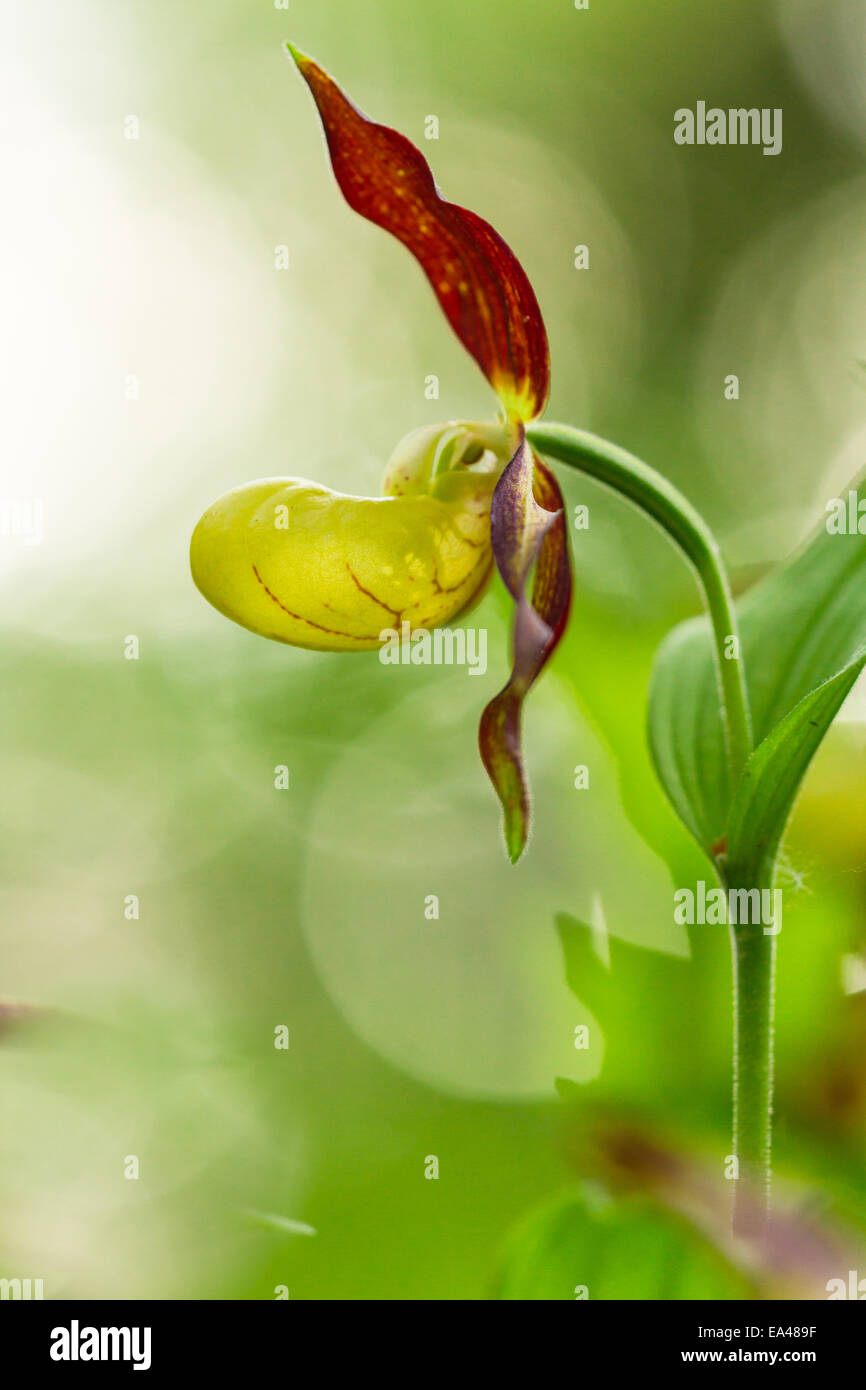 Lady's slipper orchid Stock Photo