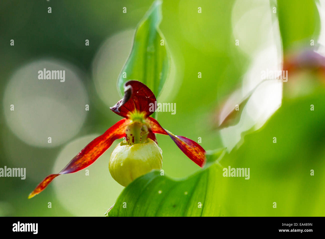 Lady's slipper orchid Stock Photo