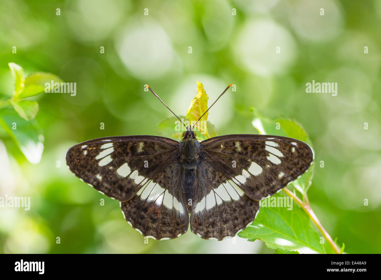 Eurasian white admiral Stock Photo Alamy