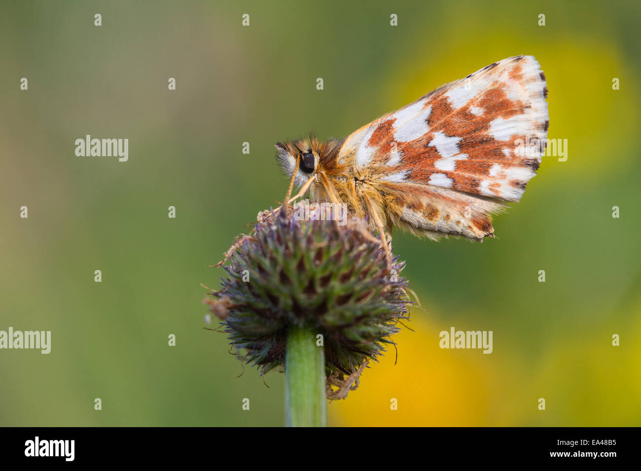 red-underwing skipper Stock Photo