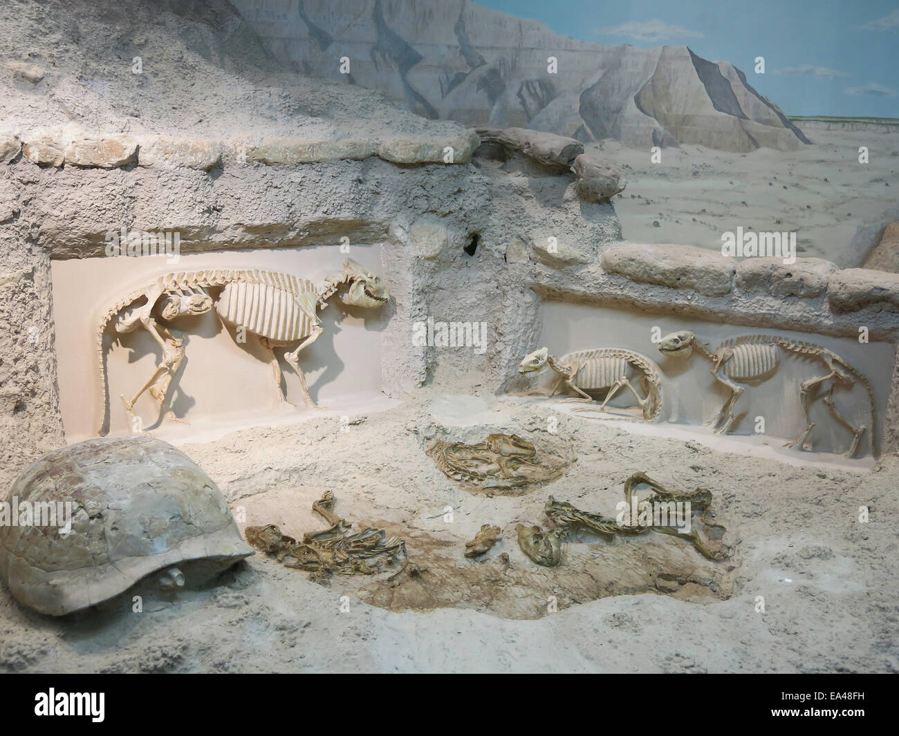 Museum of Geology, South Dakota School of Mines & Technology, Rapid