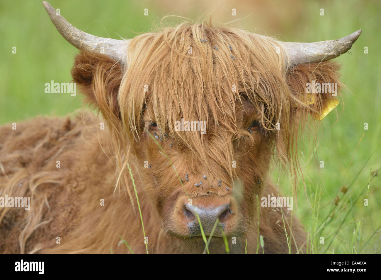 Highland cattle Stock Photo