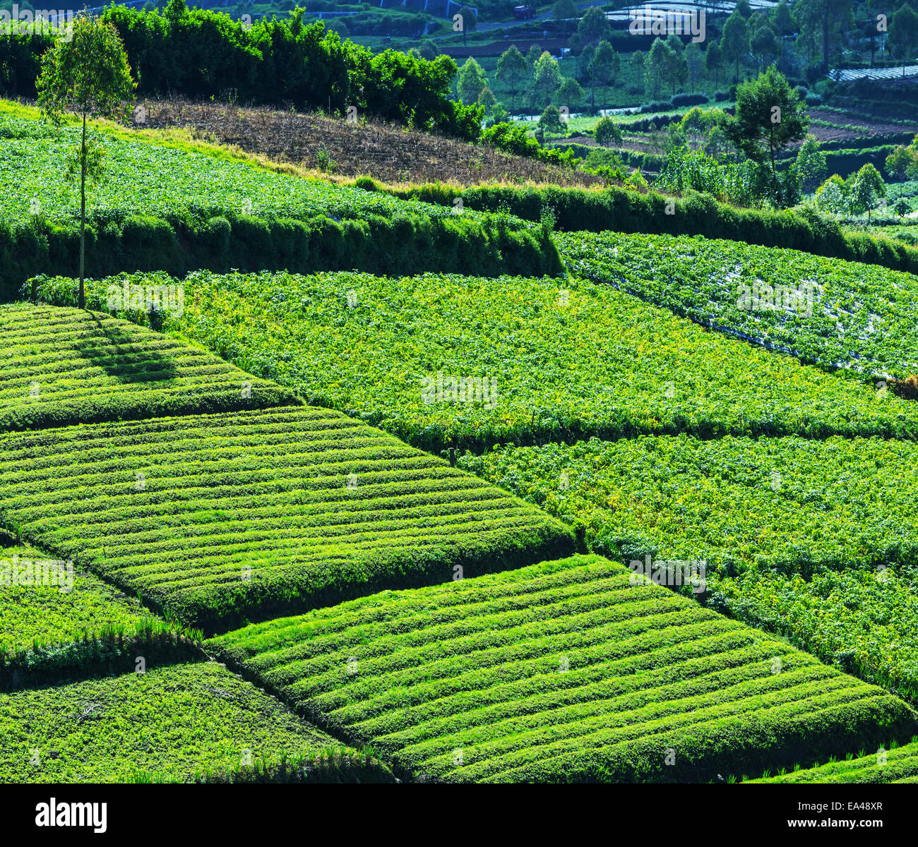 Field in Java Stock Photo - Alamy