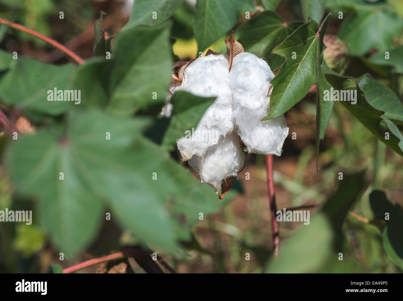 Cotton plant hi-res stock photography and images - Alamy