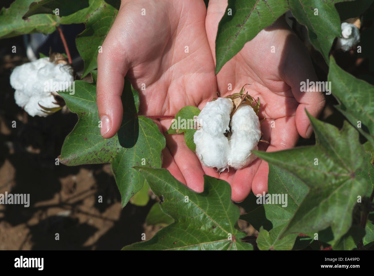 Cotton plant close up. Day light Stock Photo Alamy