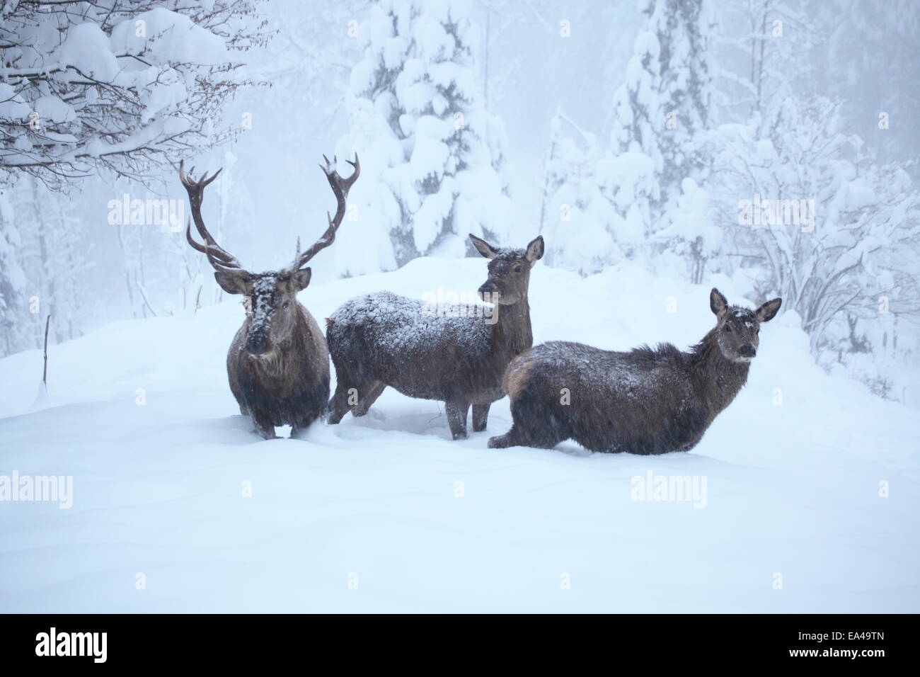 red deers in winter Stock Photo