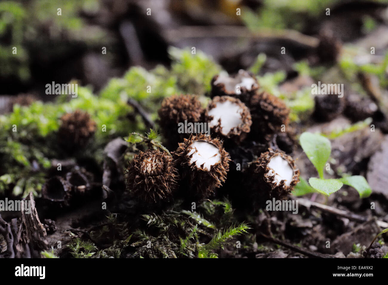 Birds nest fungi, Cyathus striatus, Wales, UK Stock Photo Alamy