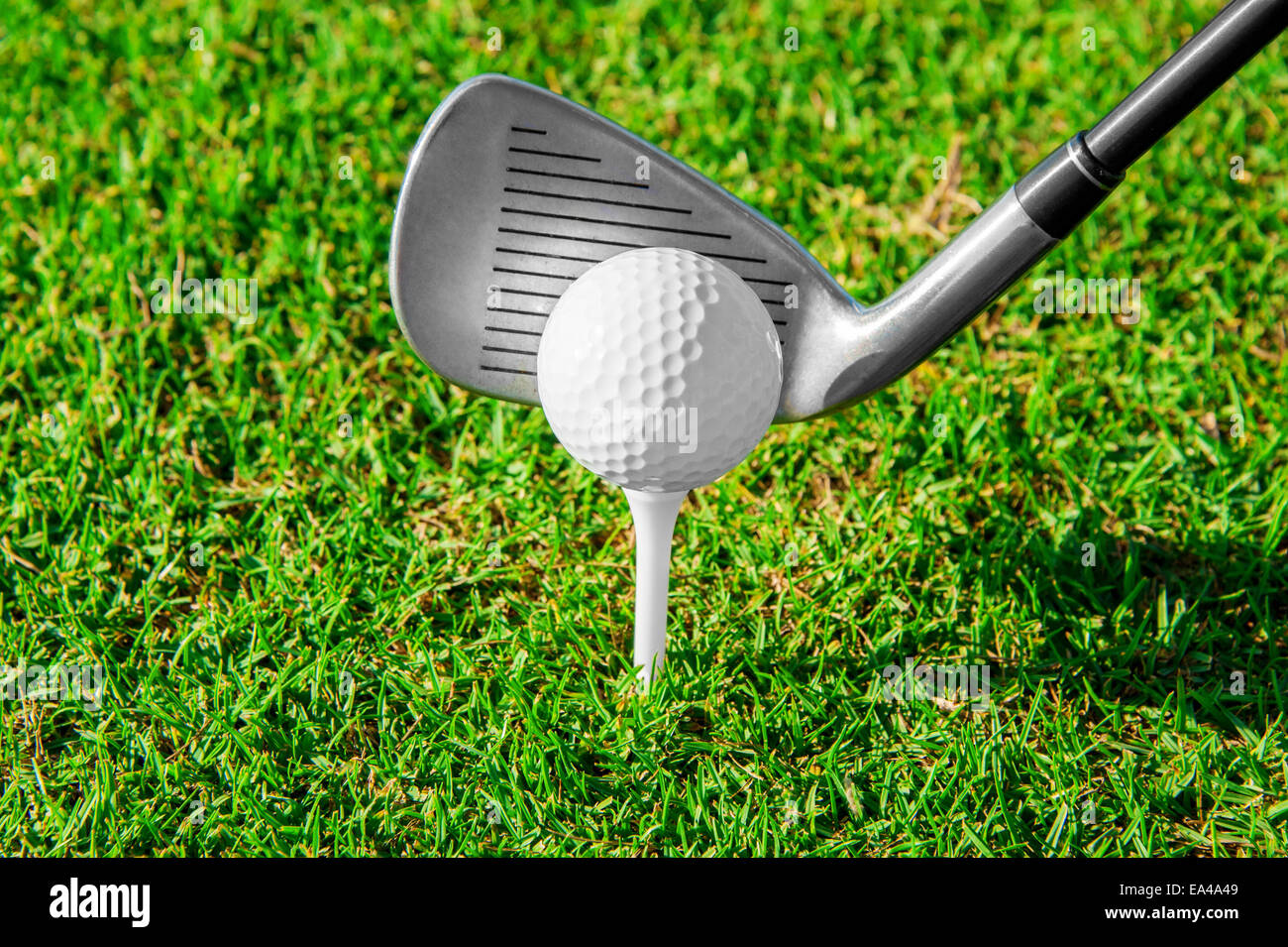 Golf club. Green field and ball in grass Stock Photo Alamy