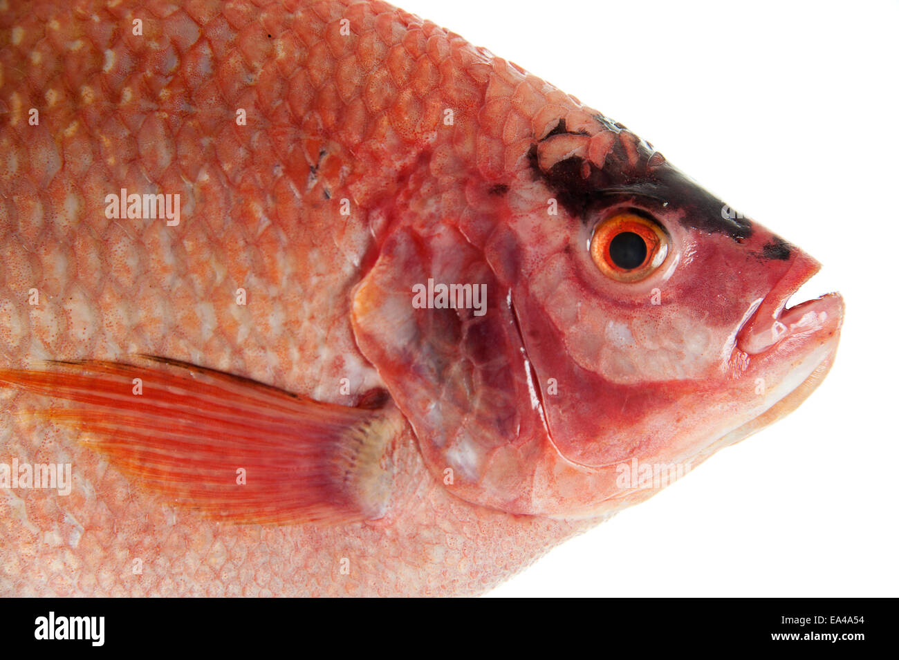 Raw Red tilapia Stock Photo Alamy