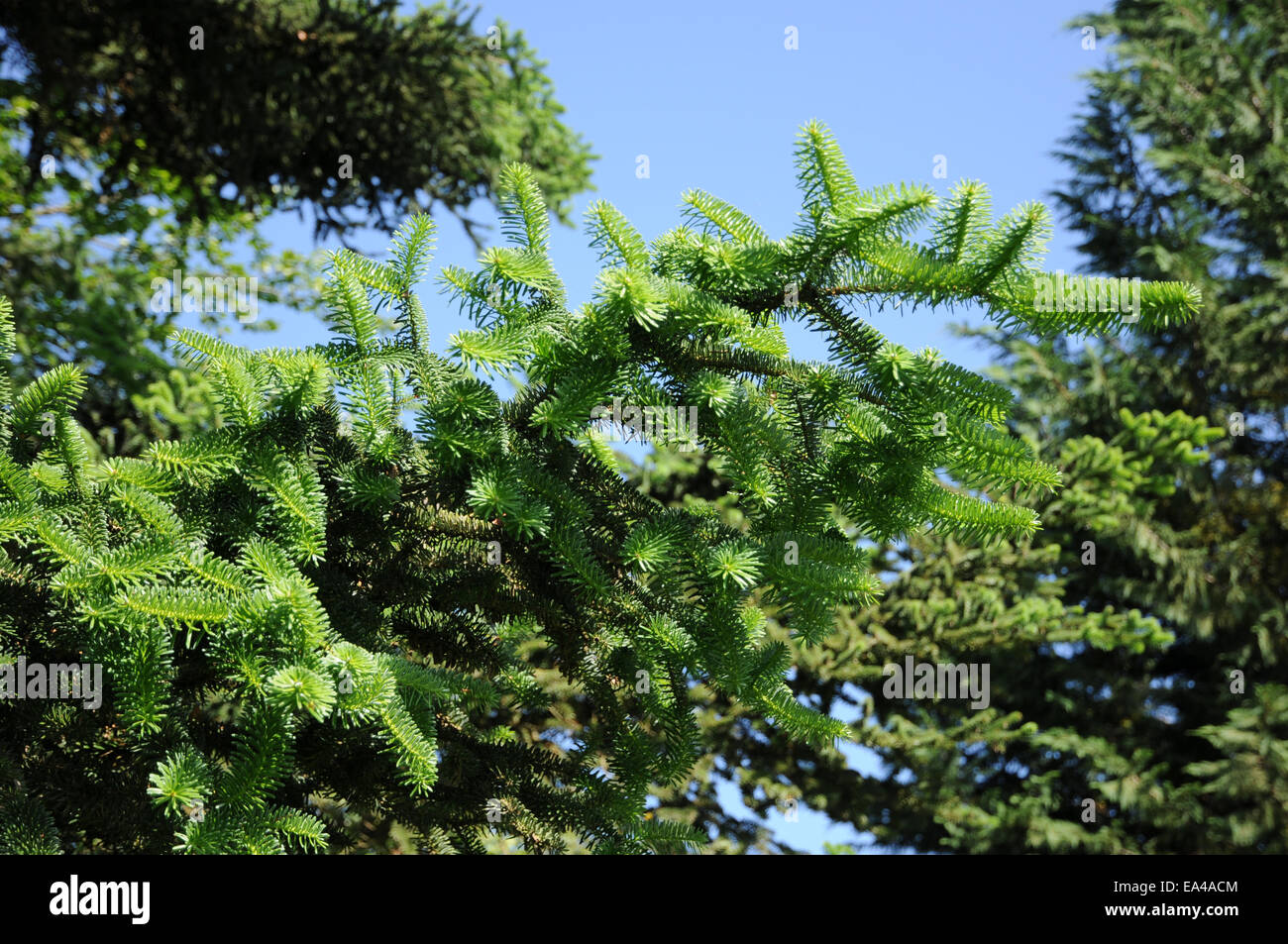 Caucasian fir Stock Photo - Alamy