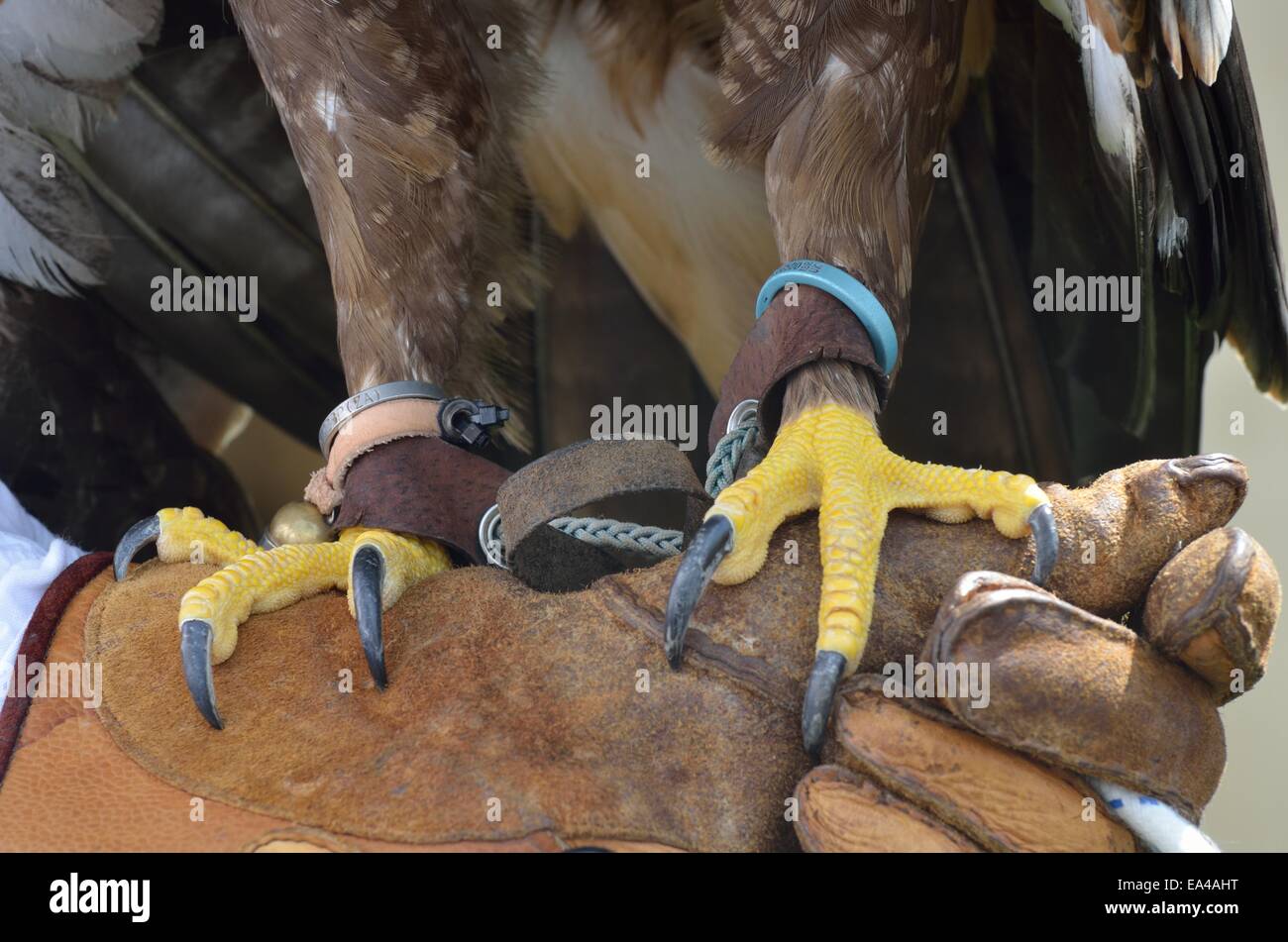 Eagle claws and leather glove Stock Photo