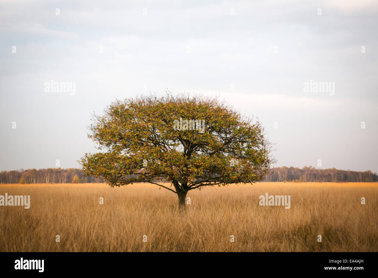Lonesome oak tree at National Park 